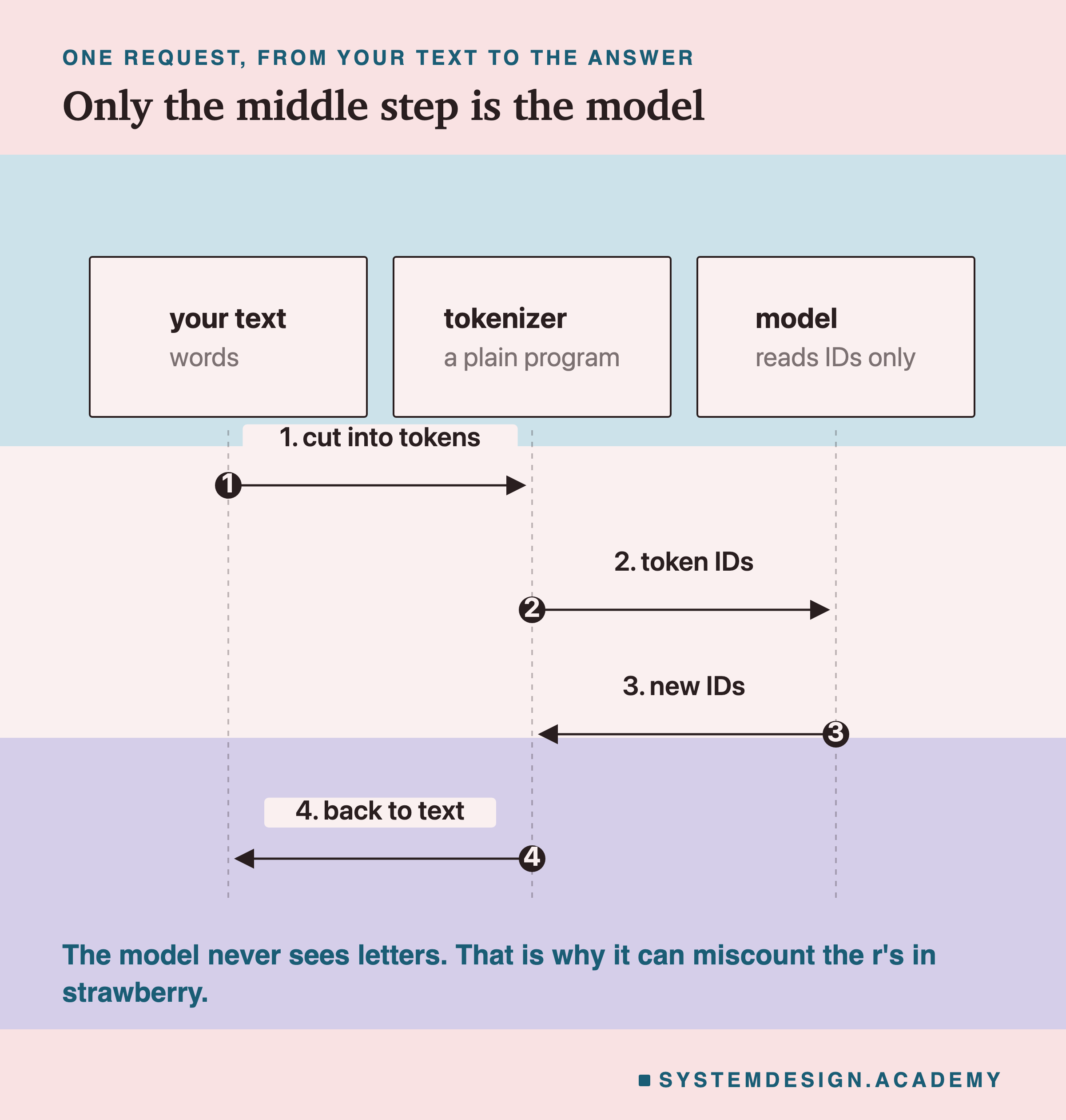 A sequence diagram with three columns: your text, the tokenizer and the model. Step 1, the text is cut into tokens. Step 2, the token IDs go to the model. Step 3, the model sends new IDs back. Step 4, the tokenizer turns them back into text. A note says the model never sees letters.